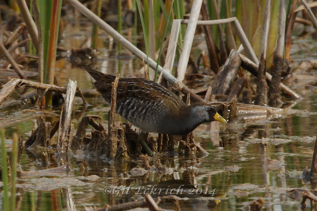 Sora 2014-01-25_12.jpg
